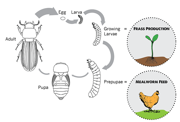 Insects can be used for more than just feed. They also produce fertilizer. Photo from Beta Hatch