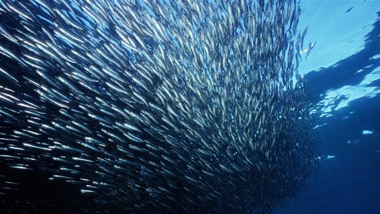 Anchovies are among the tons of small fish being over harvested and turned into omega-3 supplements. Cutting out this important layer of the food chain is seriously disrupting the ocean's ecosystem. Photo source: Seapics