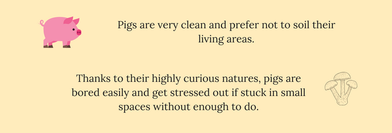 sprig5.png