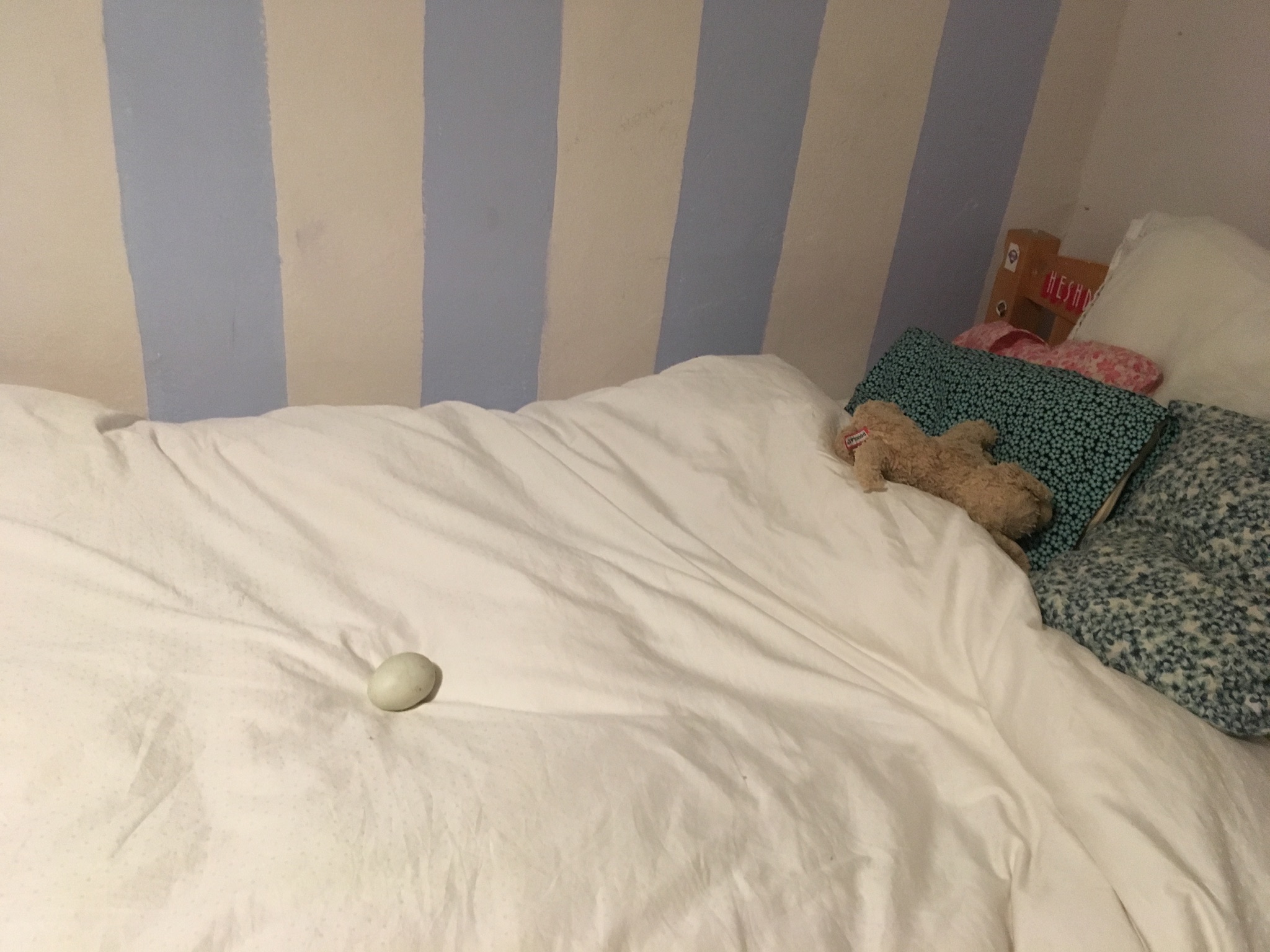 Egg on a bed. A still life by Alice the chicken.