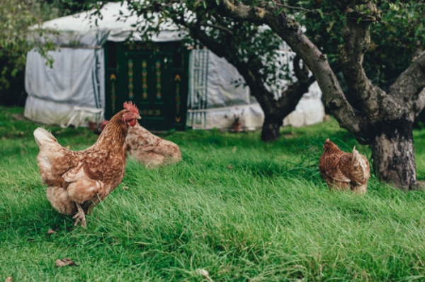 As is often the case in life, chickens become much more interesting once you get to know them.