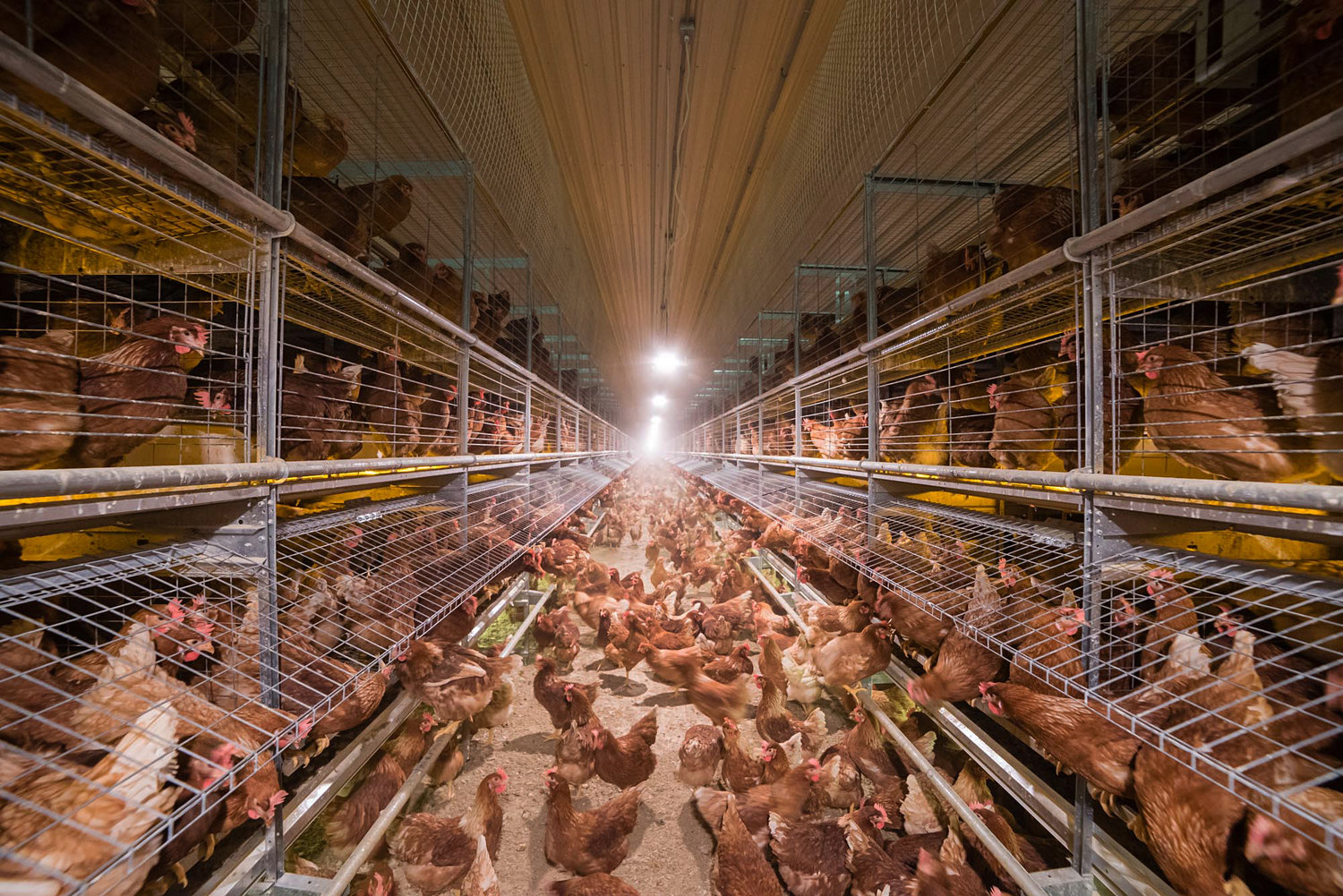 Cage-free and free-range designations don’t specify the amount of space each hen gets or guarantee they’ll ever get to go outside. Photo Credit: NPR