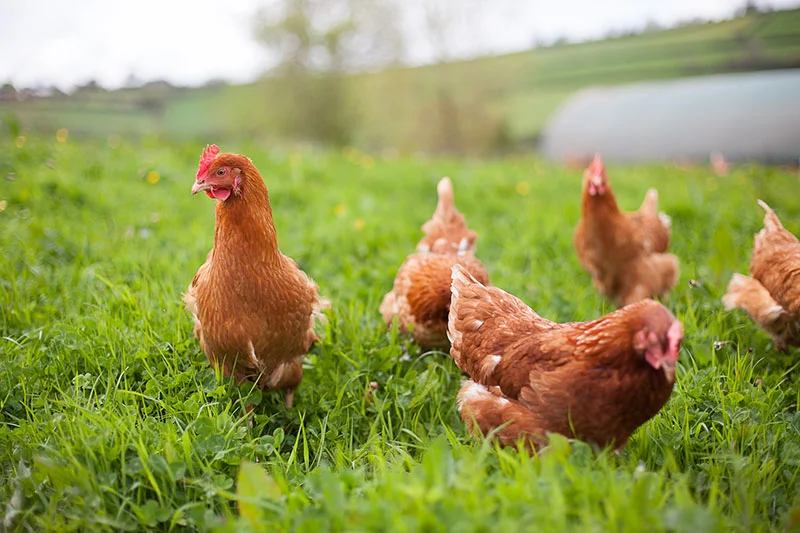 A tiny minority egg-laying hens have enough space to forage and move around in freely. Photo credit: Riverford Organic Farmers