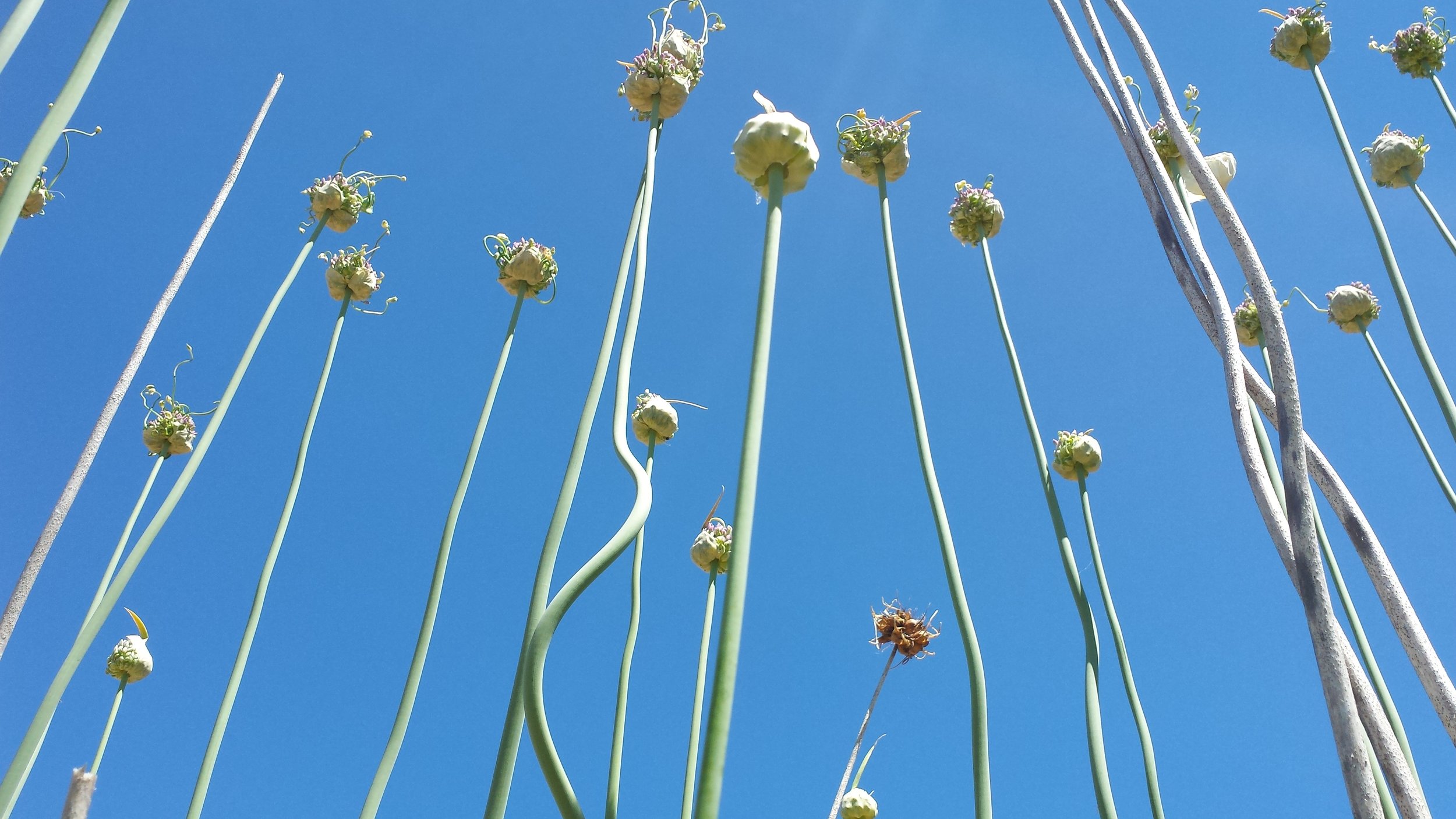 Egyptian walking onions are among my favorite perennials because they taste delicious.