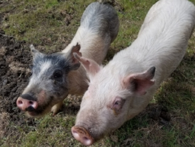 Notches on the ears of Sweet Pea and Spuds signal they were probably on their way to a slaughterhouse.