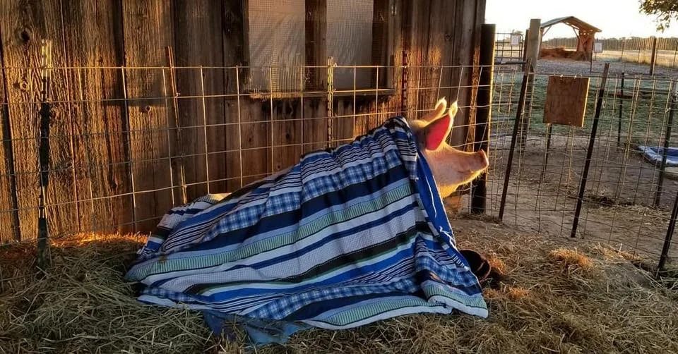 Winnie enjoys a sunrise at Heartland Farm Sanctuary in Verona, Wisconsin. Photo credit: C&N Photography