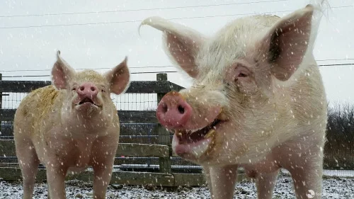 Bob and his friend Eric chase snowflakes at Farm Sanctuary’s New York location.