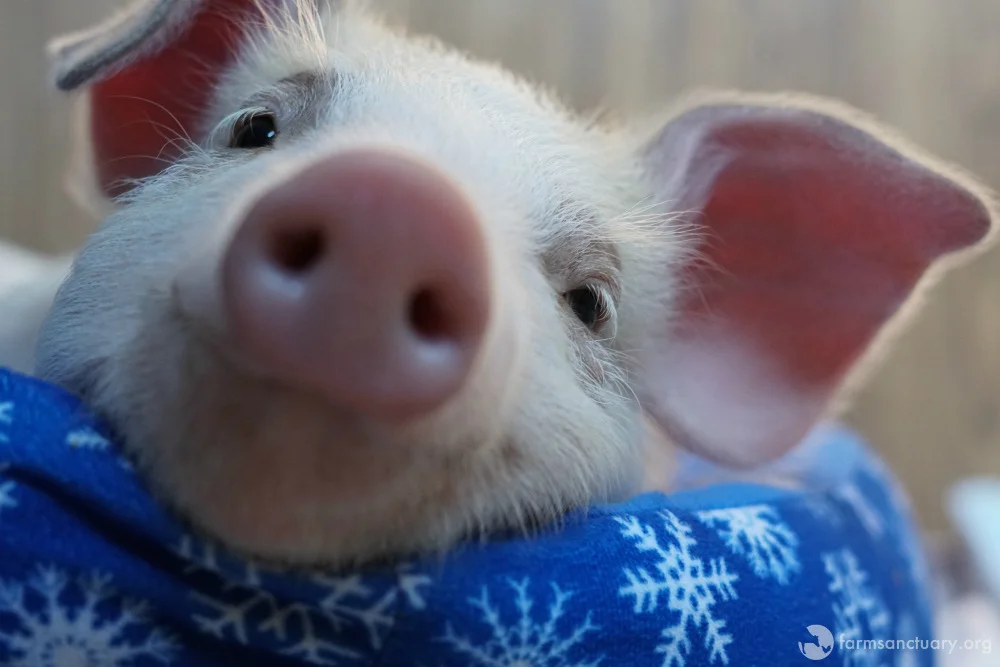 Junip Sydney was rescued from a petting zoo just before being sent to a factory farm. She now lives at Farm Sanctuary in Acton, California. Like her puppy counterparts, she has bursts of energy and then instantly passes out.