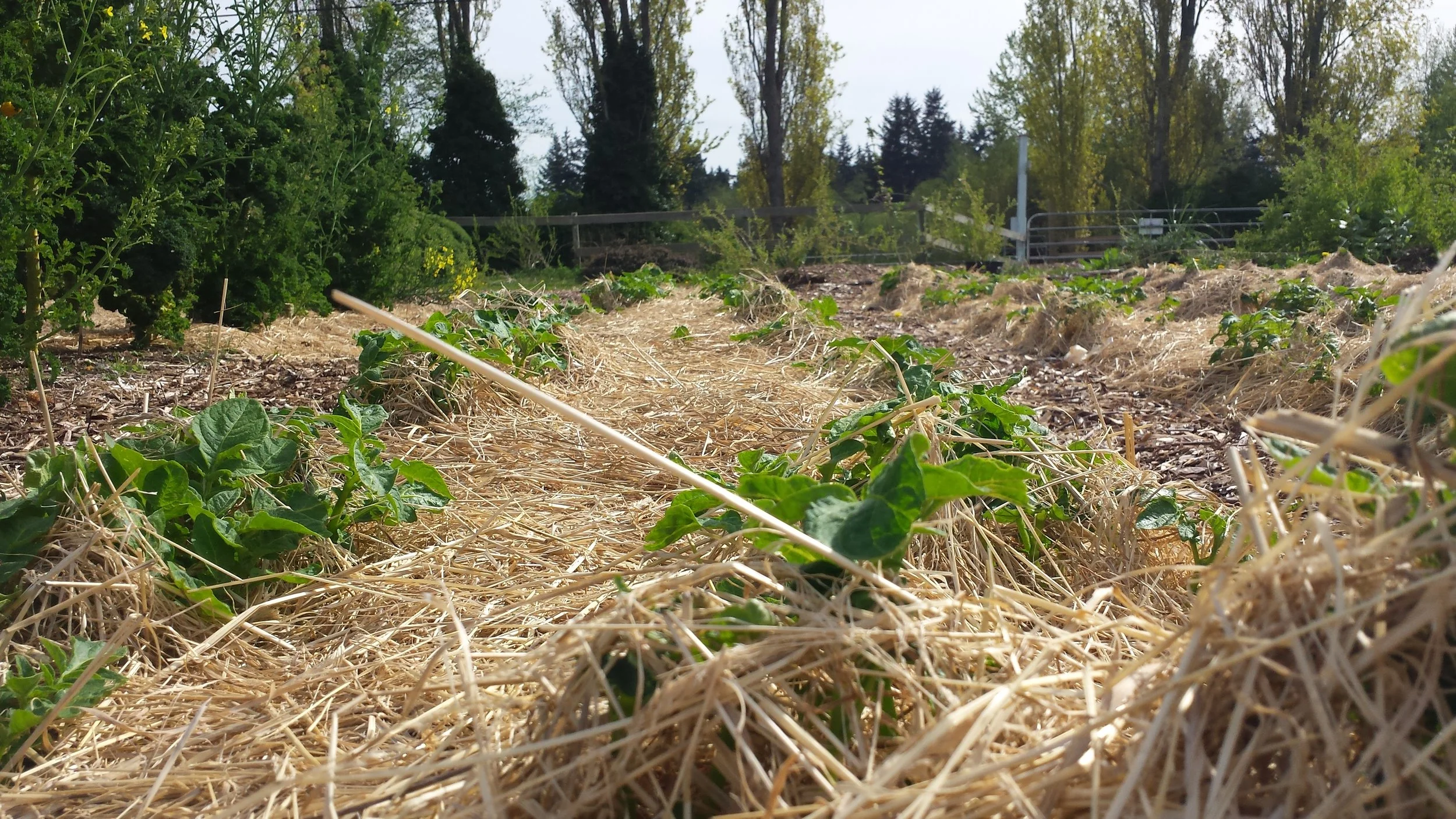 Keeping your garden mulched helps prevent soil erosion, suppresses weeds, and protects plant roots from becoming exposed and susceptible to drying out or freezing.