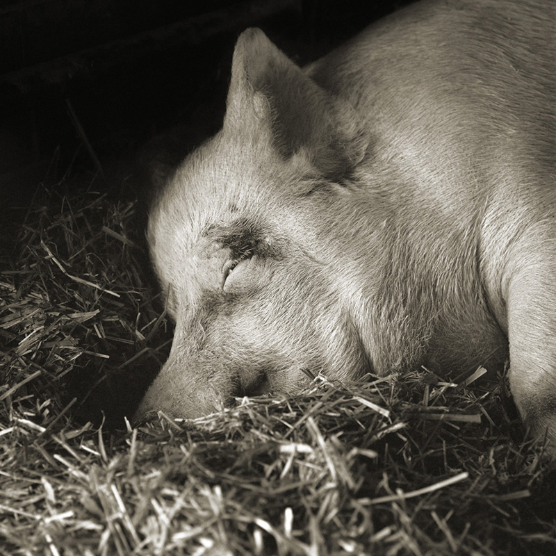 Farm animals should be allowed to grow old — Stone Pier Press