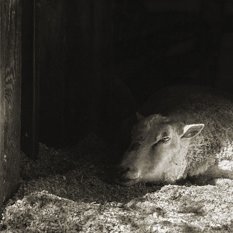 Finn sheep, age 12