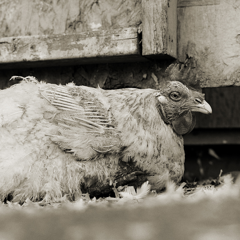 Rooster, age unknown