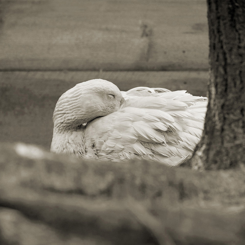 Embden goose, age 28