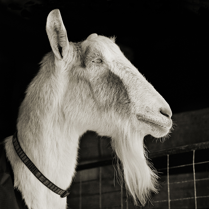 Abe, Alpine goat, age 21