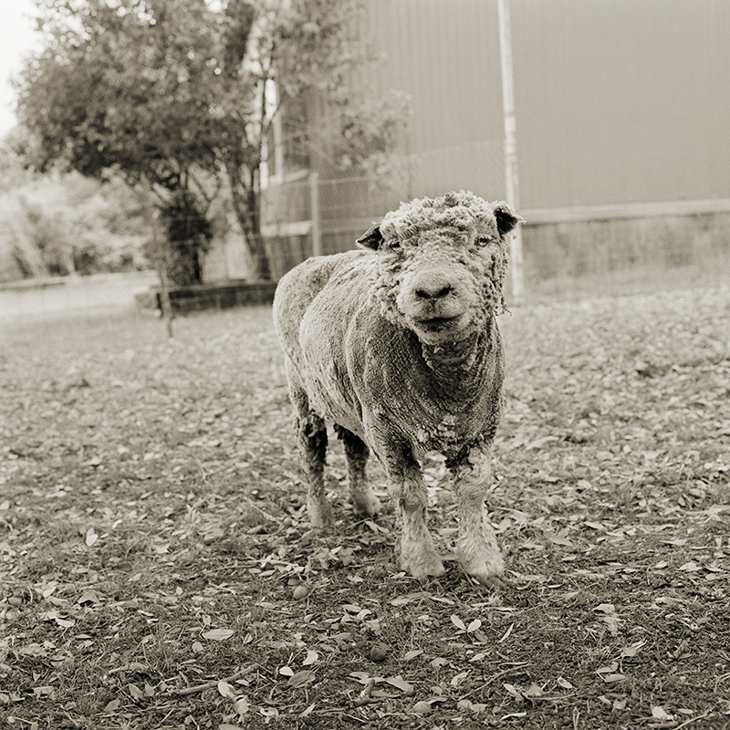 Phyllis, Southdown sheep, 13