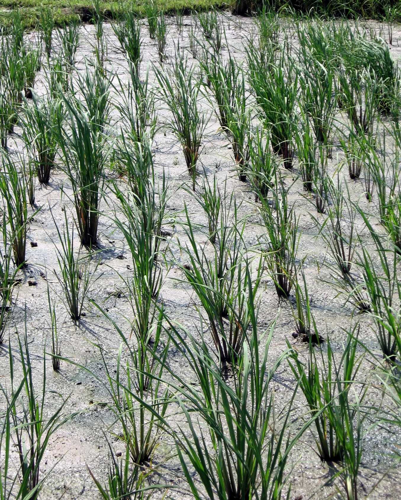 Perennial rice already produces double the yield of annual rice. Image Source
