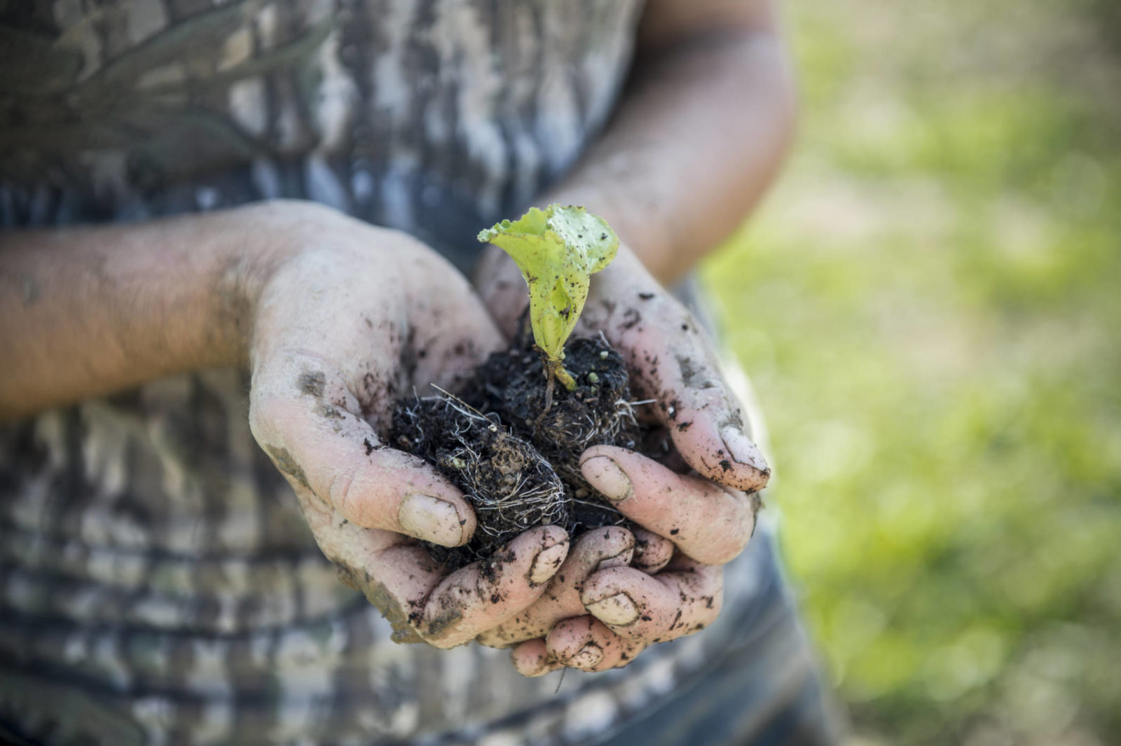 Plants raised in organic rich soil, with easy access to moisture and nutrients, tend to be sturdier.