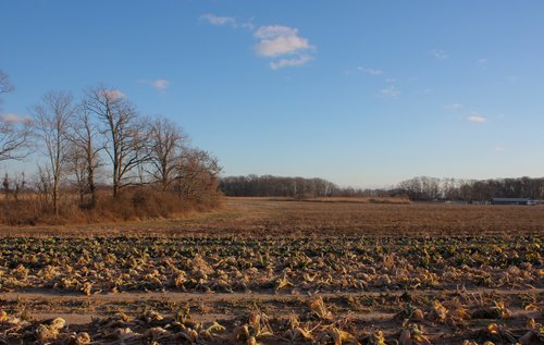 The author gathered 200 pounds of perfectly good excess produce on her trip to Terry Farm.