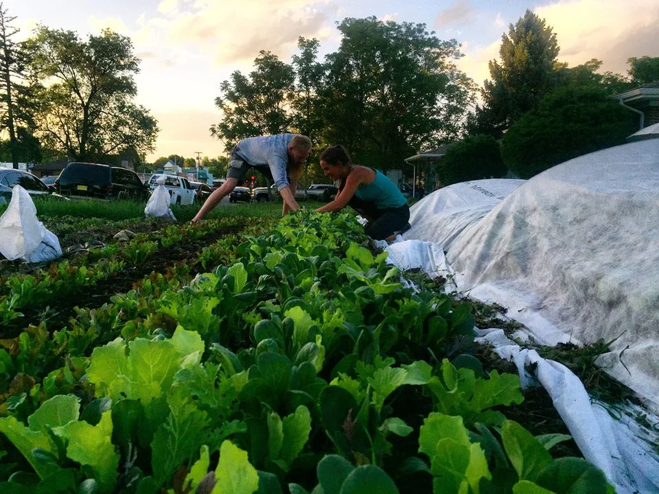The Veg Yard is a Denver, CO urban farm network that turns lawns into vegetable gardens. Photo source