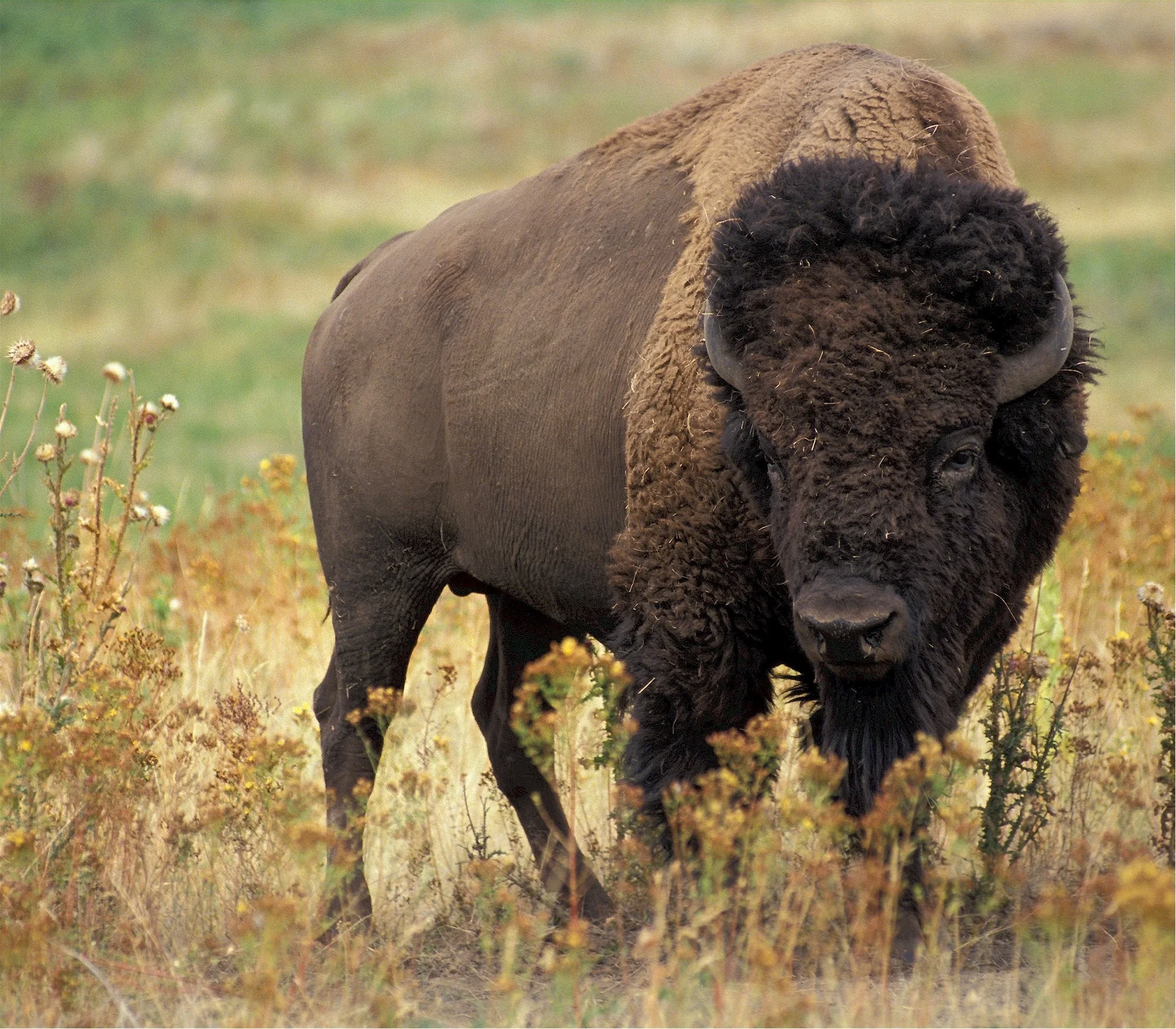 The grass-fed buffalo at the Great Plains Buffalo Company in South Dakota help preserve the grassland, which is being decimated by industrial farming. Less than four percent of the original tallgrass prairie remains.