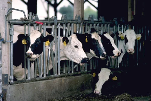 “The more I learned about how “family farms” operated, the more shame and confusion I felt.” Photo source