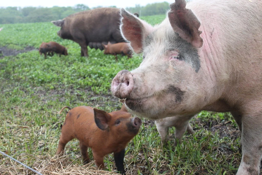Pigs on a farm that has worked with Niman Ranch since 1998.