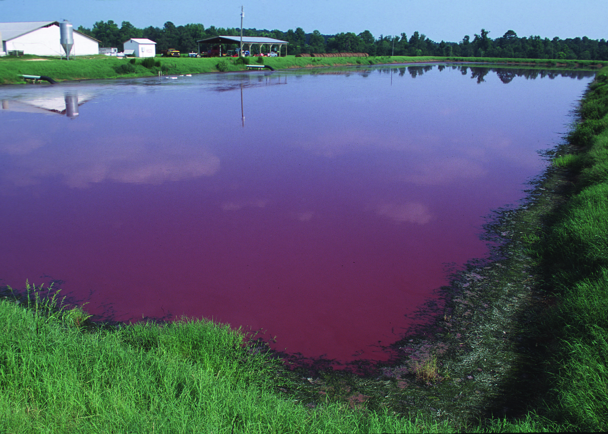 Factory farms contain animal waste in massive open-air lagoons that run the risk of leaking and breaking, contaminating surrounding air and water. Image source