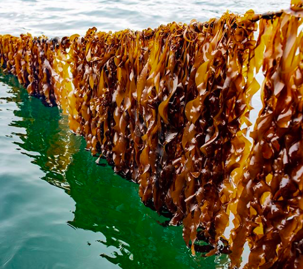 We’ve known for a few years that kelp is a super food and fights global warming. So why isn’t it more popular? Patience, say supporters. Its time is coming. (photo from Daily Harvest )