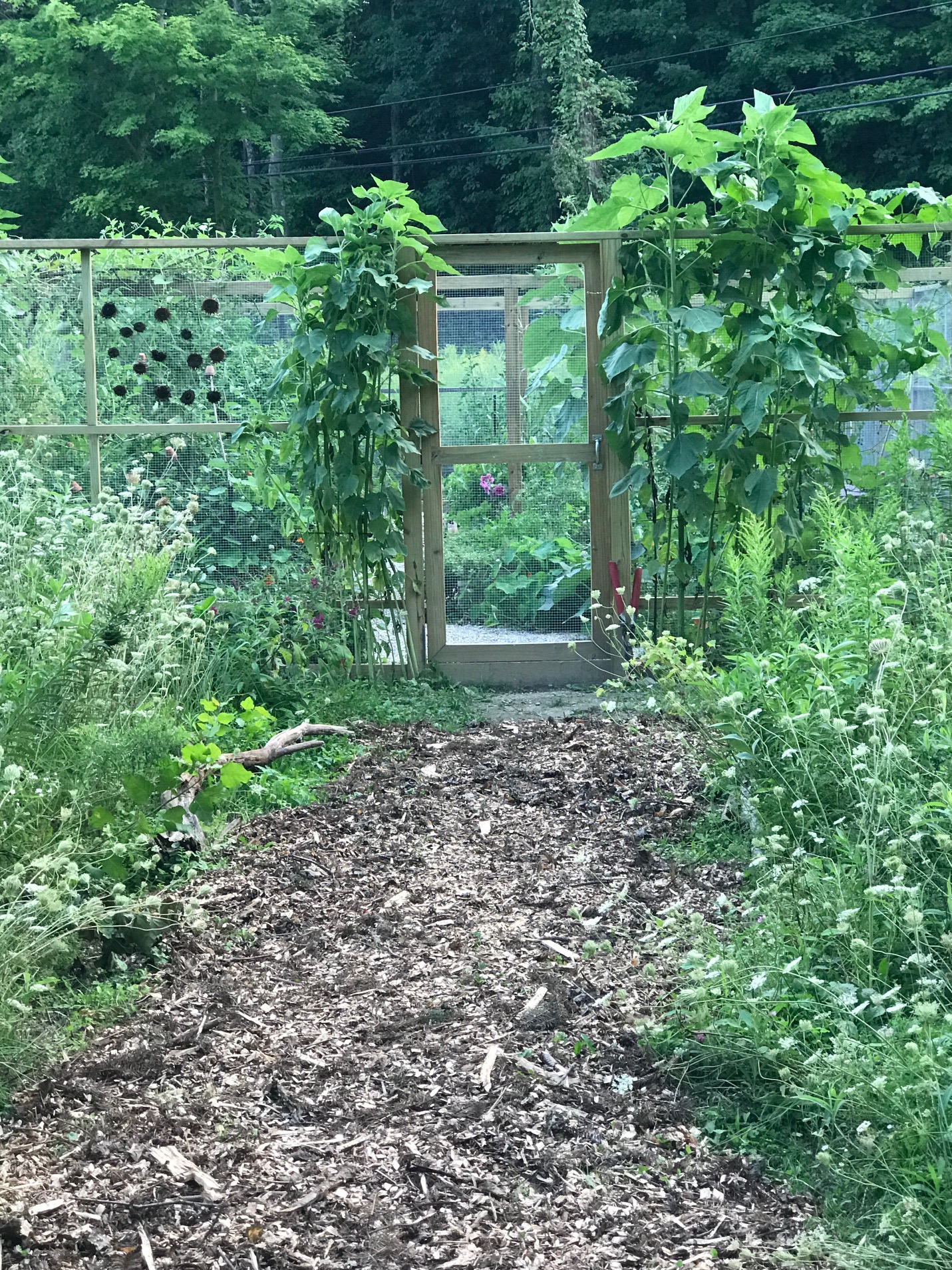 “Even before starting renovations on the 1790’s house I bought in the Hudson Valley, I created a Climate Victory Garden. My need to plant a pollinator garden as well as grow my own food, and share it with my family, friends and the local food bank, was my first priority. My new home made it possible for my long time dreams to come true; to be able to be a caring and respectful steward of the land, all the while nourishing myself alongside nature’s own rhythms and teachings.” -- Priscilla Woolworth resides in New York’s Hudson Valley and is an environmental activist and publisher.