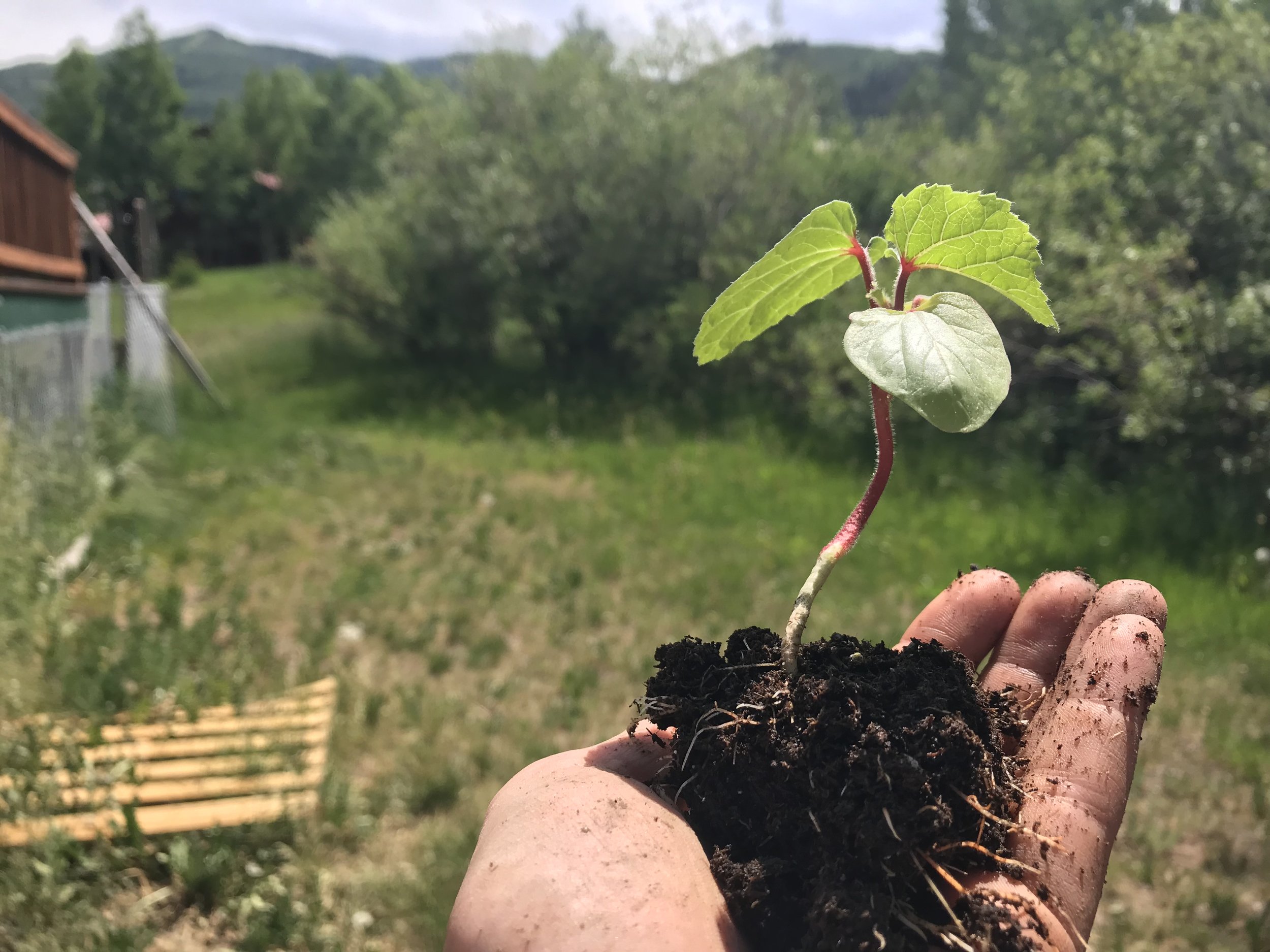 This is a beautiful Jing Orange Okra plant. Unfortunately, it won’t grow much larger than this in my Rocky Mountain gardening zone. Lesson learned.