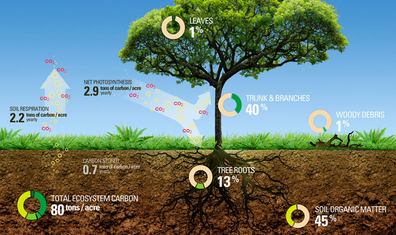 Trees store more carbon than fellow photosynthesizers, thanks to their above ground woody mass and extensive root systems underground. While most all trees are carbon champions, dense wood and large canopies make for particularly good sequestration. (Image via TreeSpirit Project )