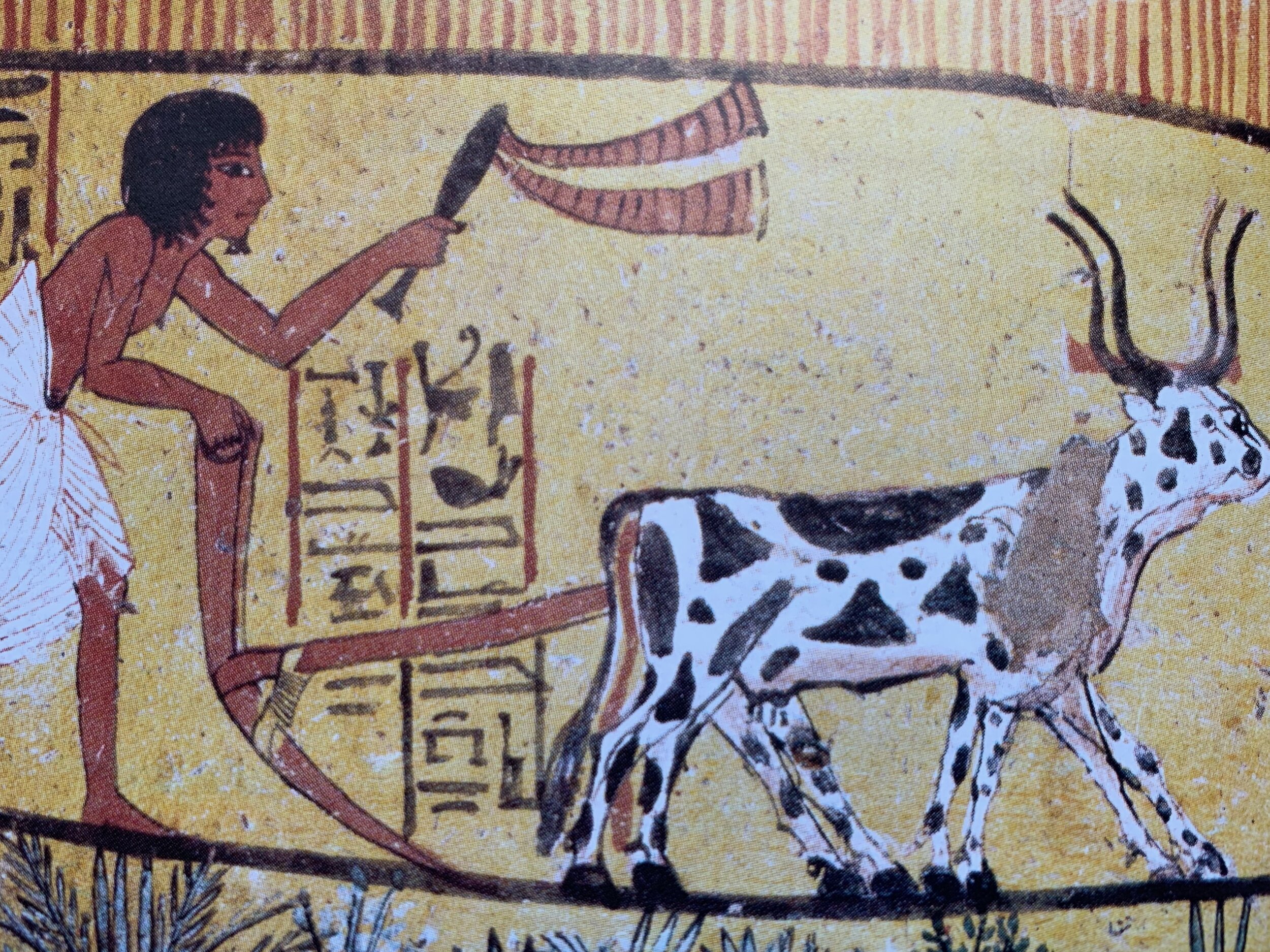 Корова в древности