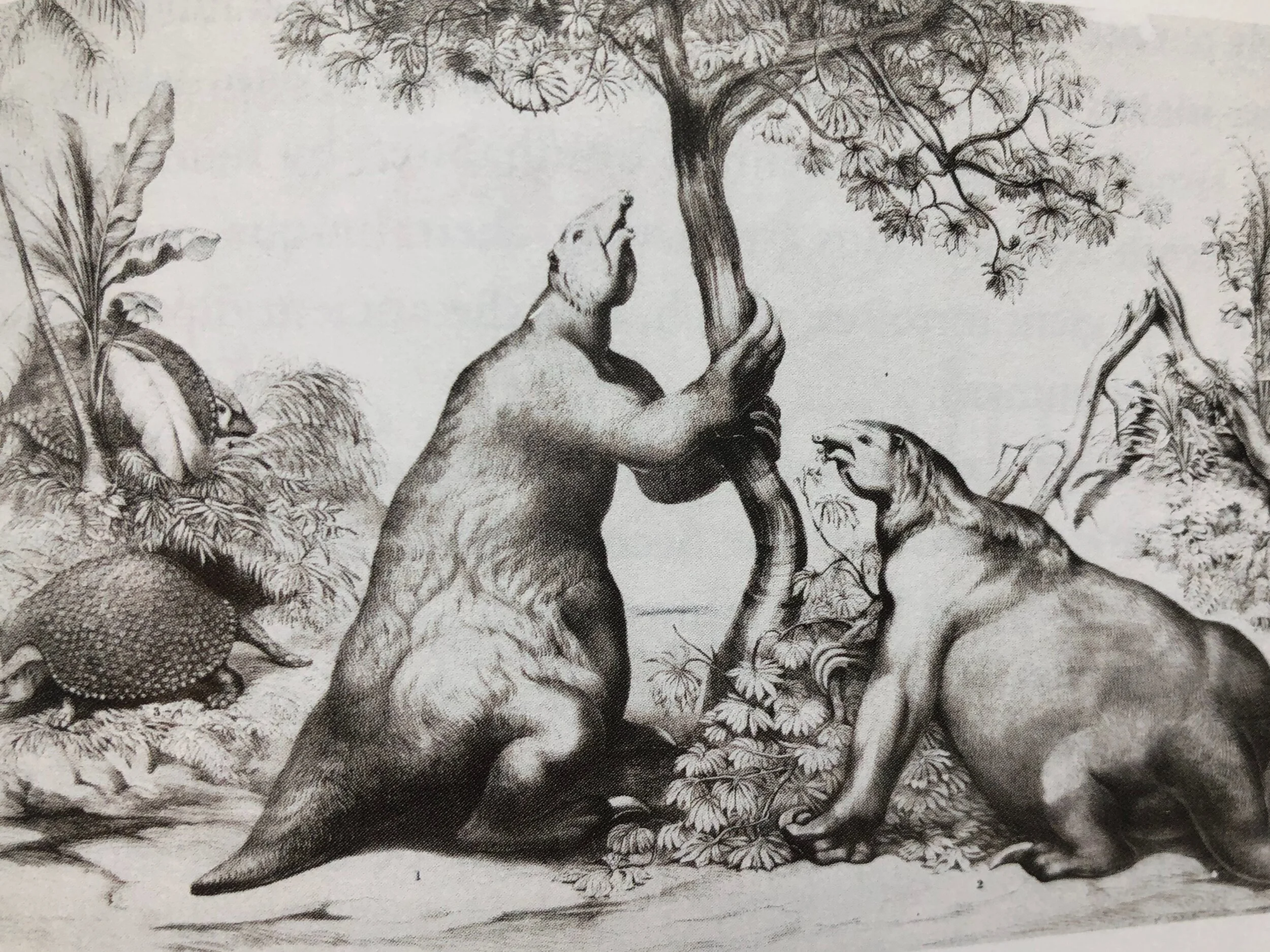 Giant sloths and armadillos were some of the earliest victims of human fictions. Image: Waterhouse Hawkins  c  1862, from  Sapiens.