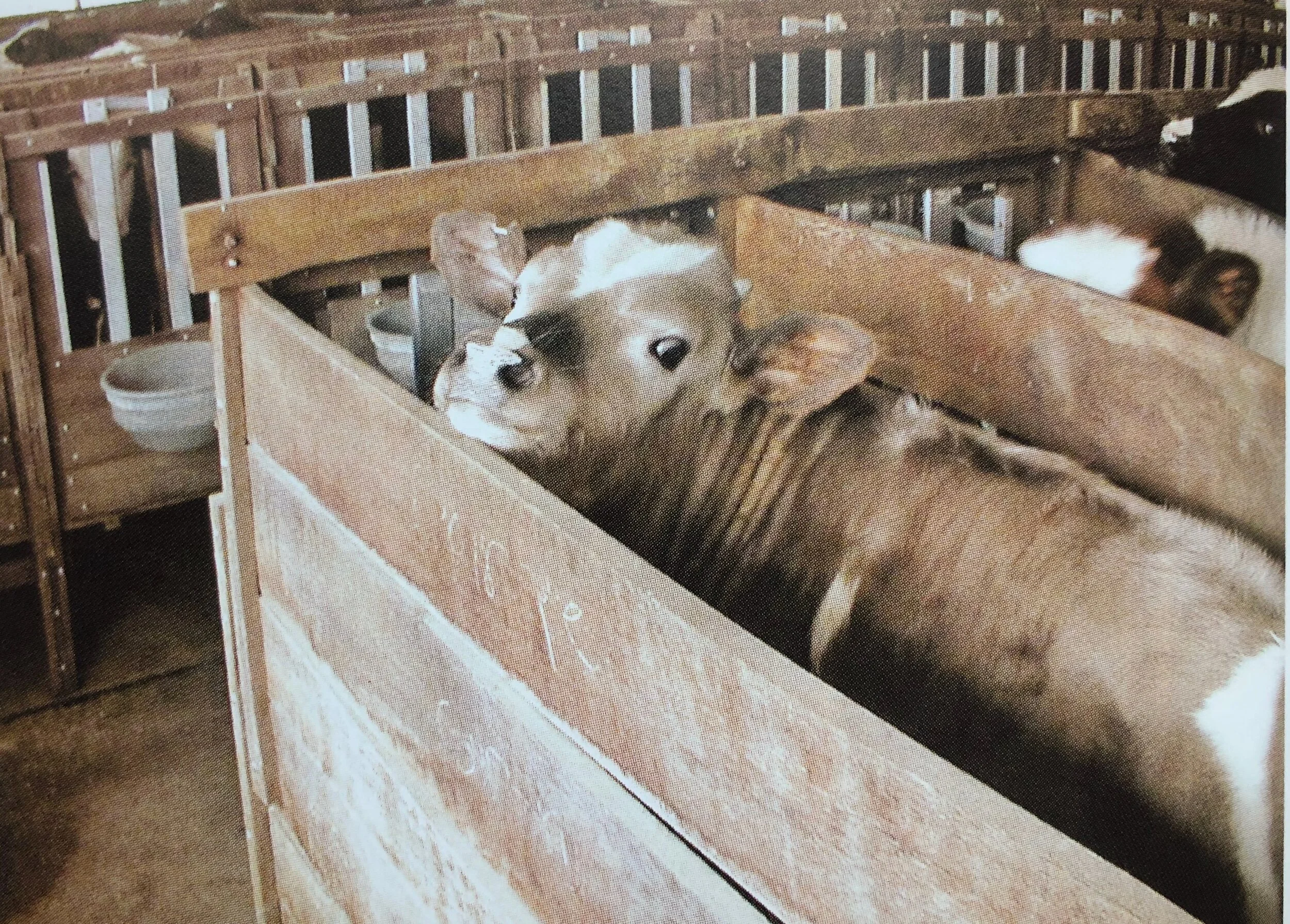 A factory farmed calf, kept in a tiny cage separate from her mother. Image: Anonymous for Animal Rights, Israel, from  Sapiens.
