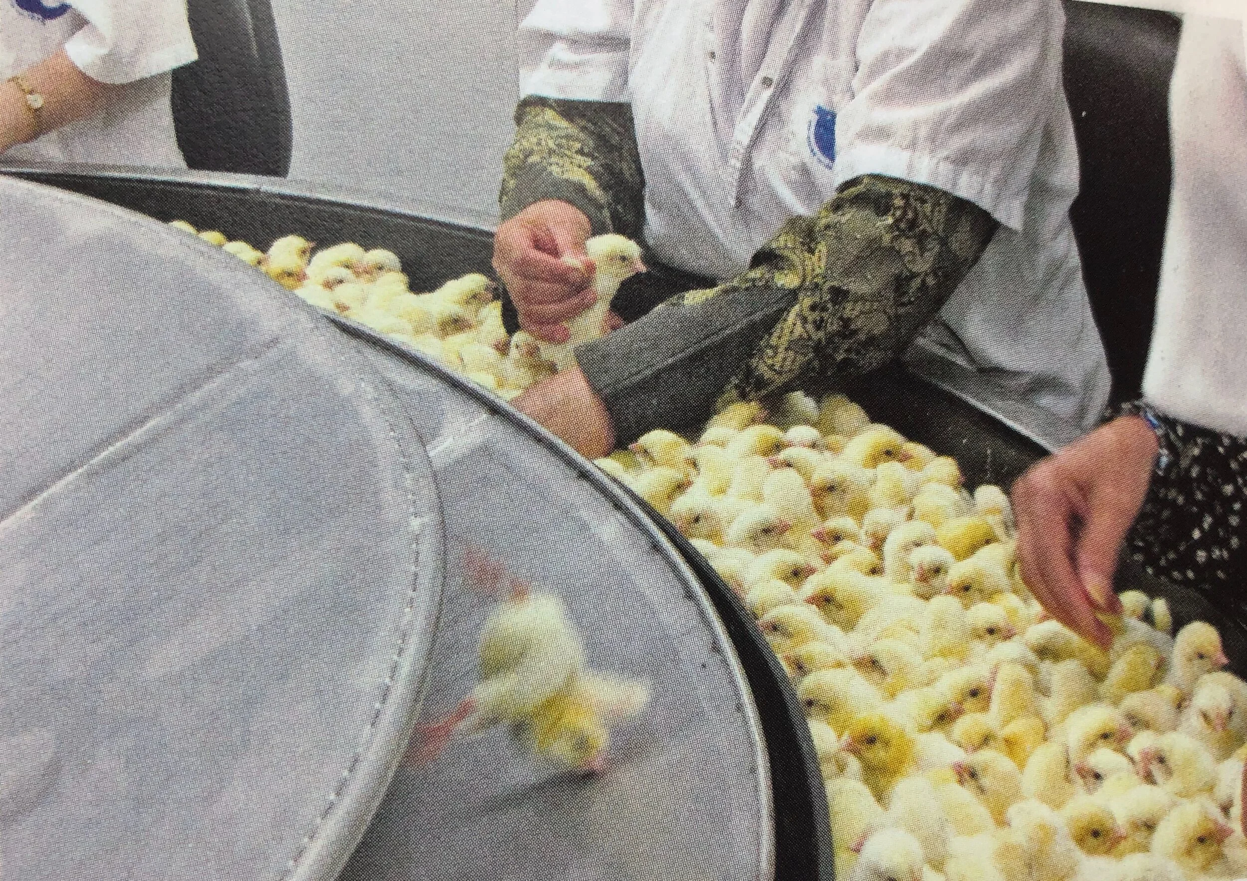 Chicks on a conveyor belt in an industrial chicken hatchery. Image: Anonymous for Animal Rights, Israel, from  Sapiens.