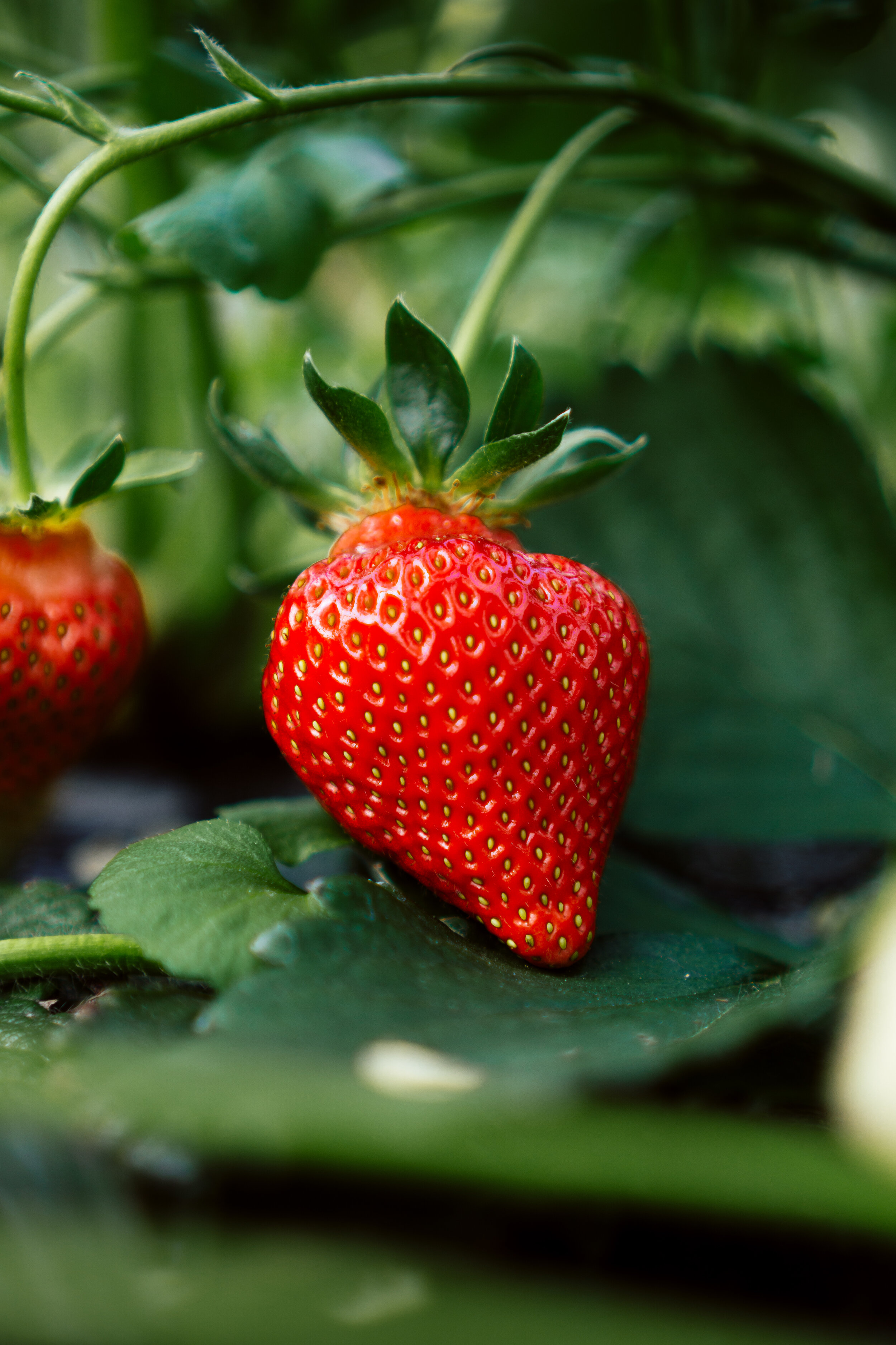 Mulching Strawberry Plants in the Summer – Strawberry Plants