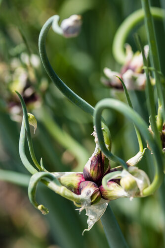 Walking Onion