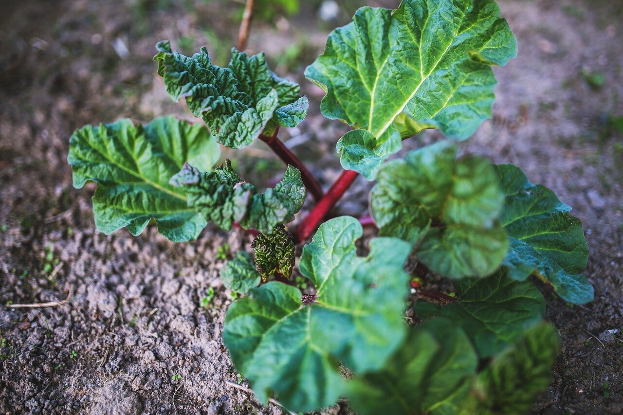 Rhubarb