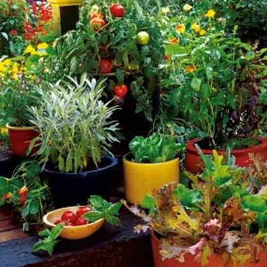 Container gardening made simple