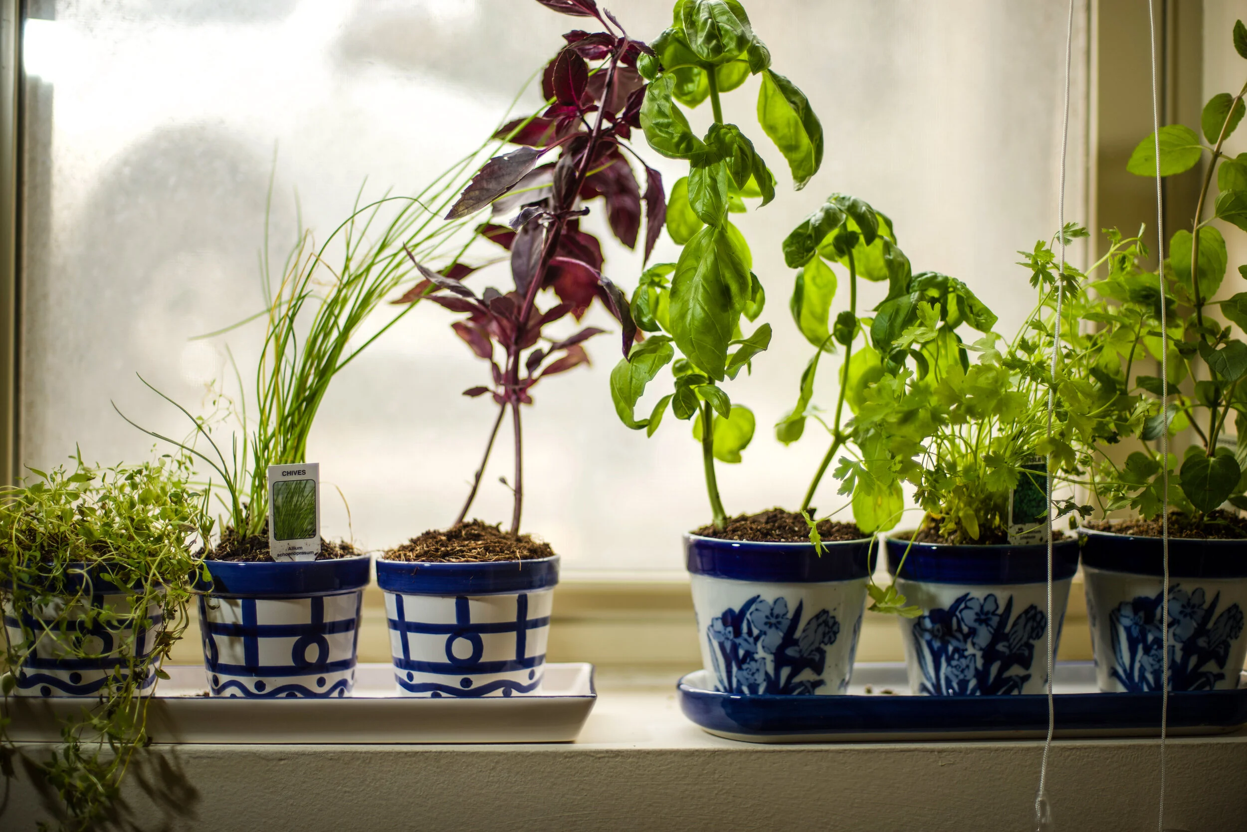 Growing food on your windowsill