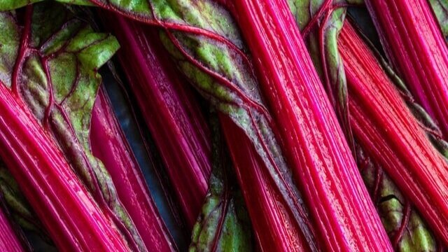 How to grow rhubarb — Stone Pier Press