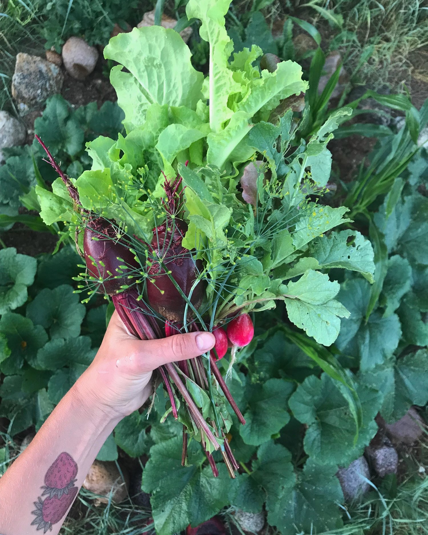 Fresh veggies from Erin Torgerson's climate victory garden