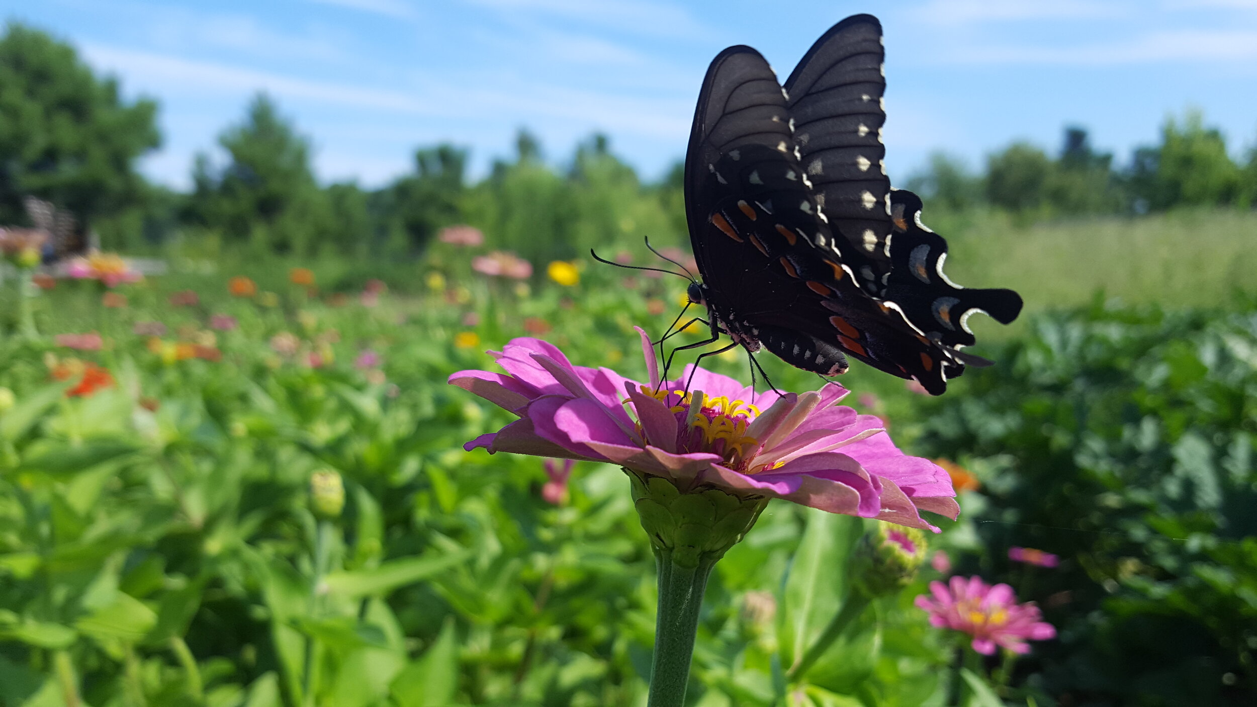 Swallowtail butterfly in the giant zinnias I planted