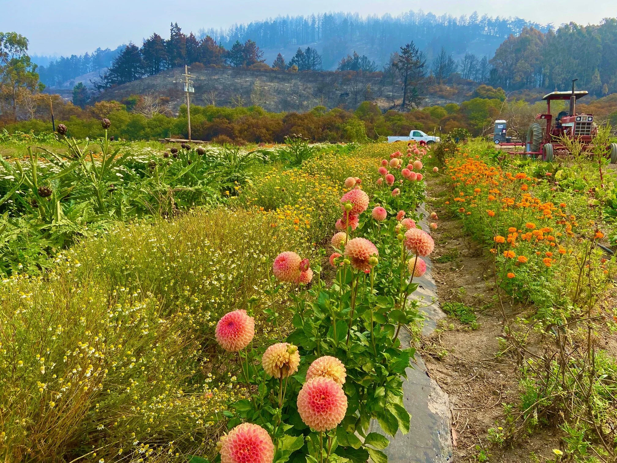 Lessons in resilience from small farms 