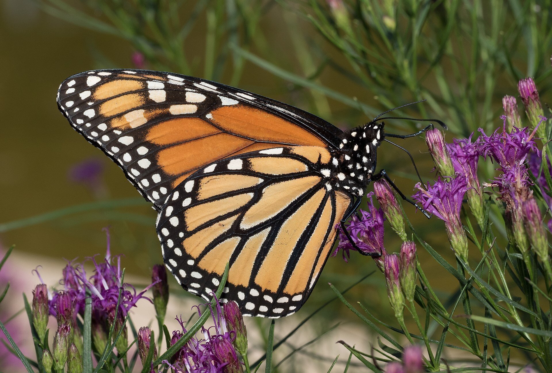 Top 8 Pollinators Stone Pier Press