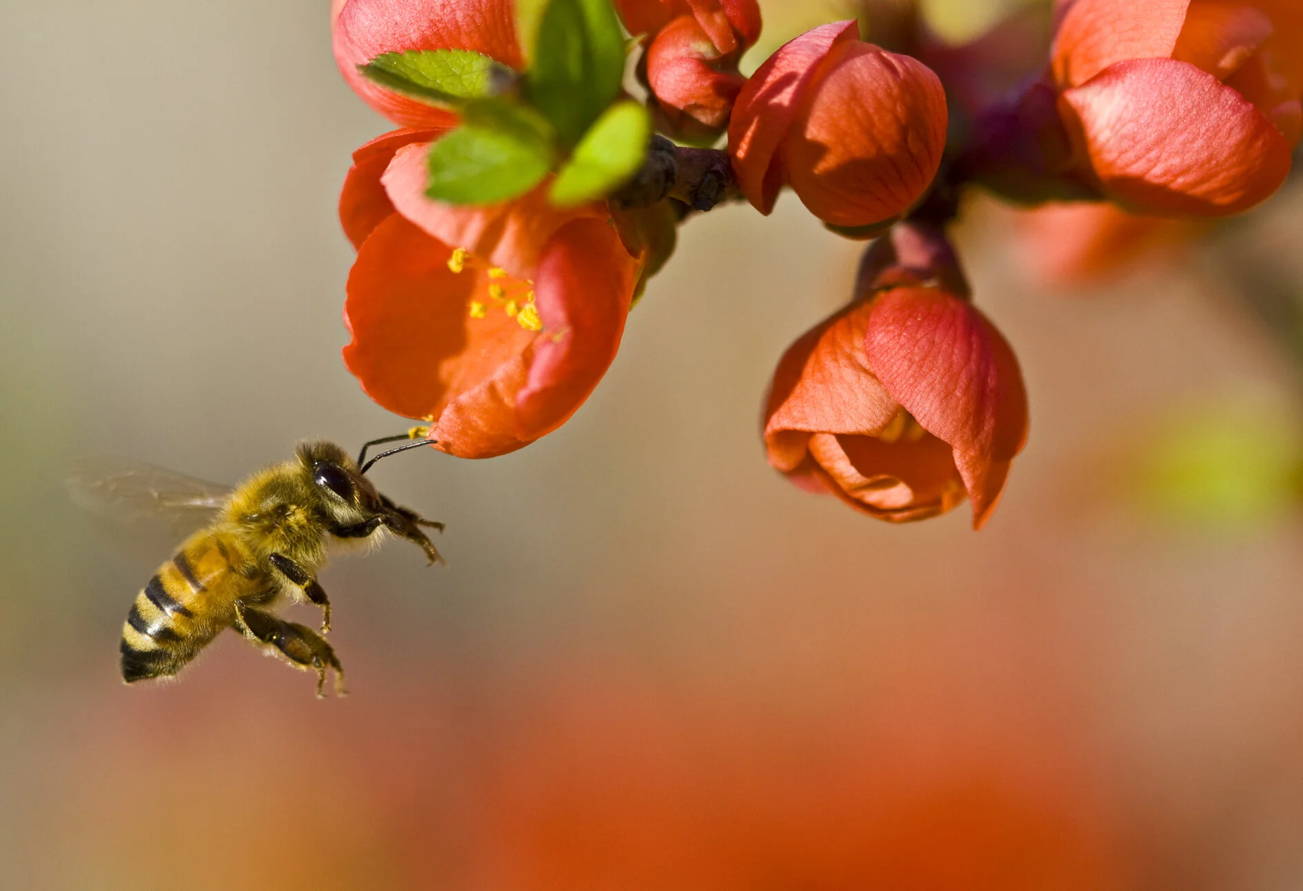 Top 8 Pollinators — Stone Pier Press