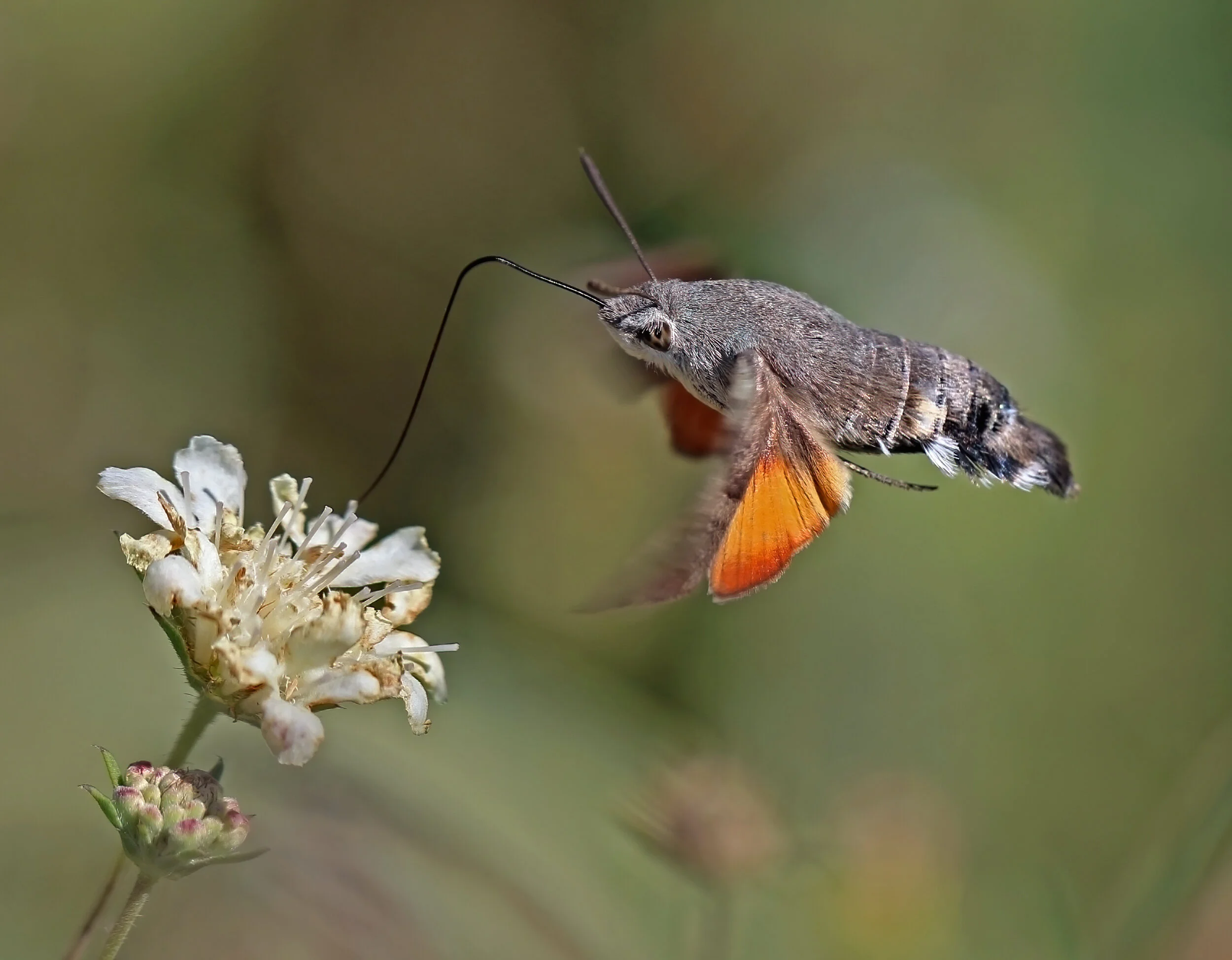 Top 8 Pollinators — Stone Pier Press