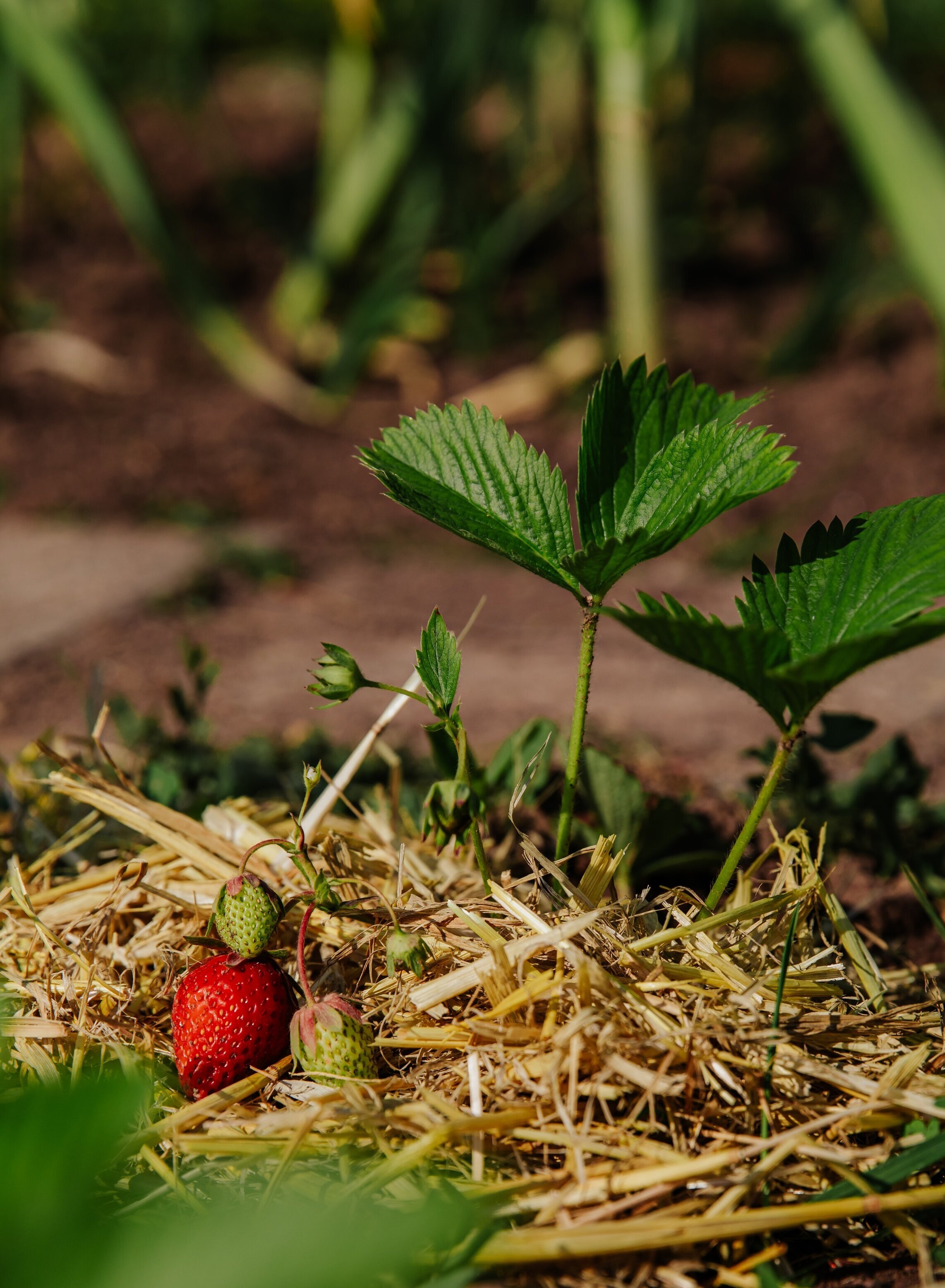 How to grow strawberries — Stone Pier Press
