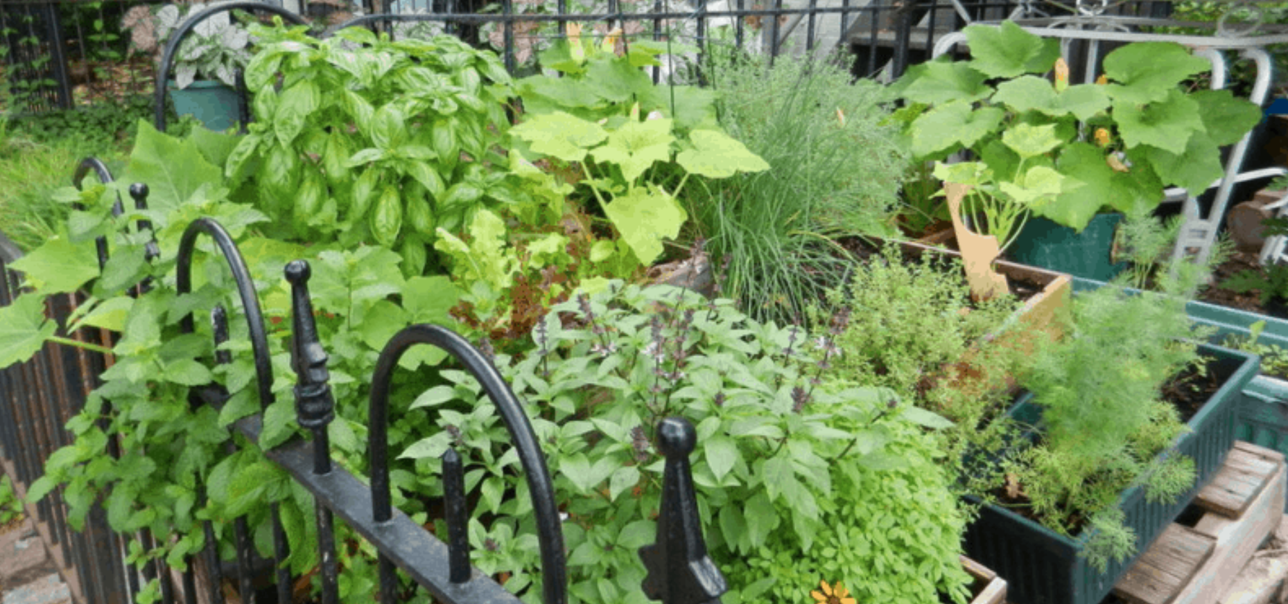 Grow food not lawns