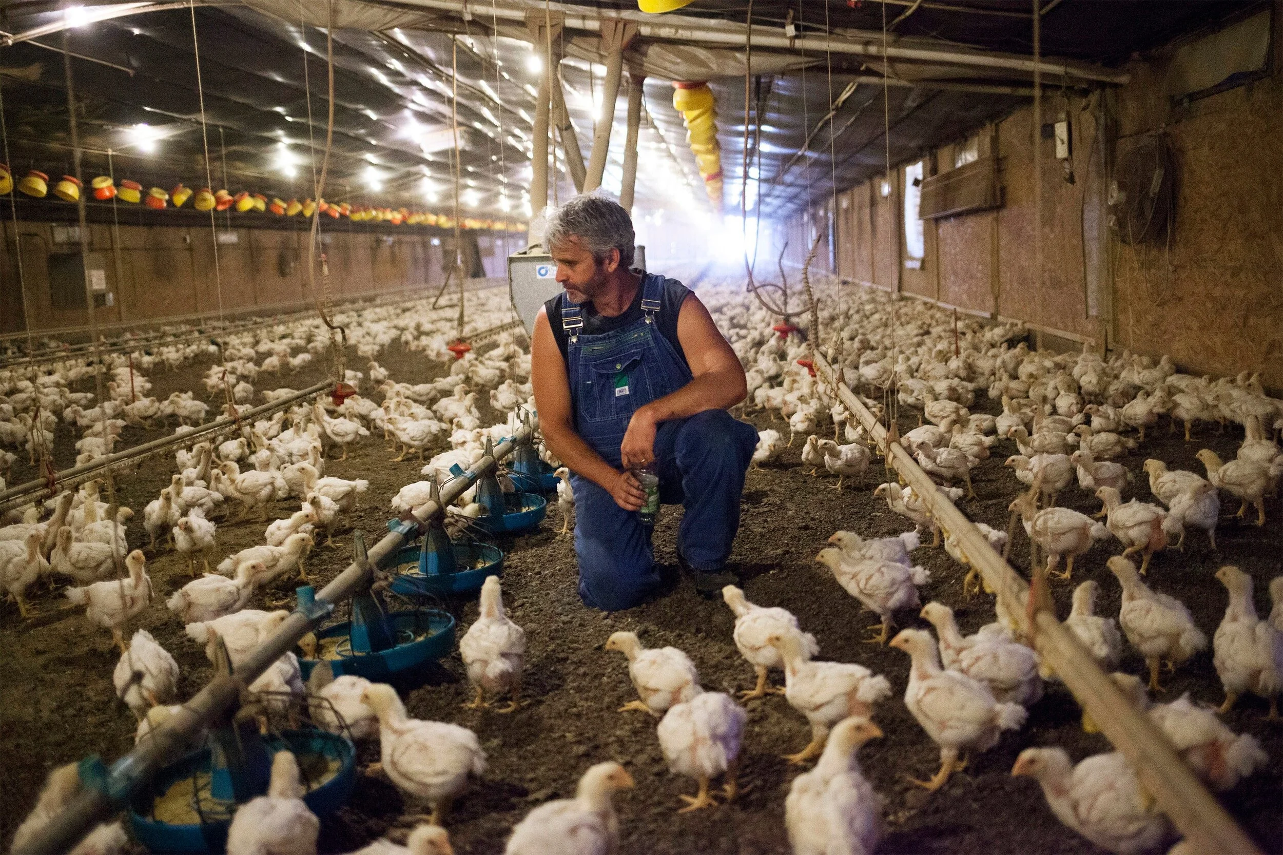 Why this chicken farmer is growing mushrooms